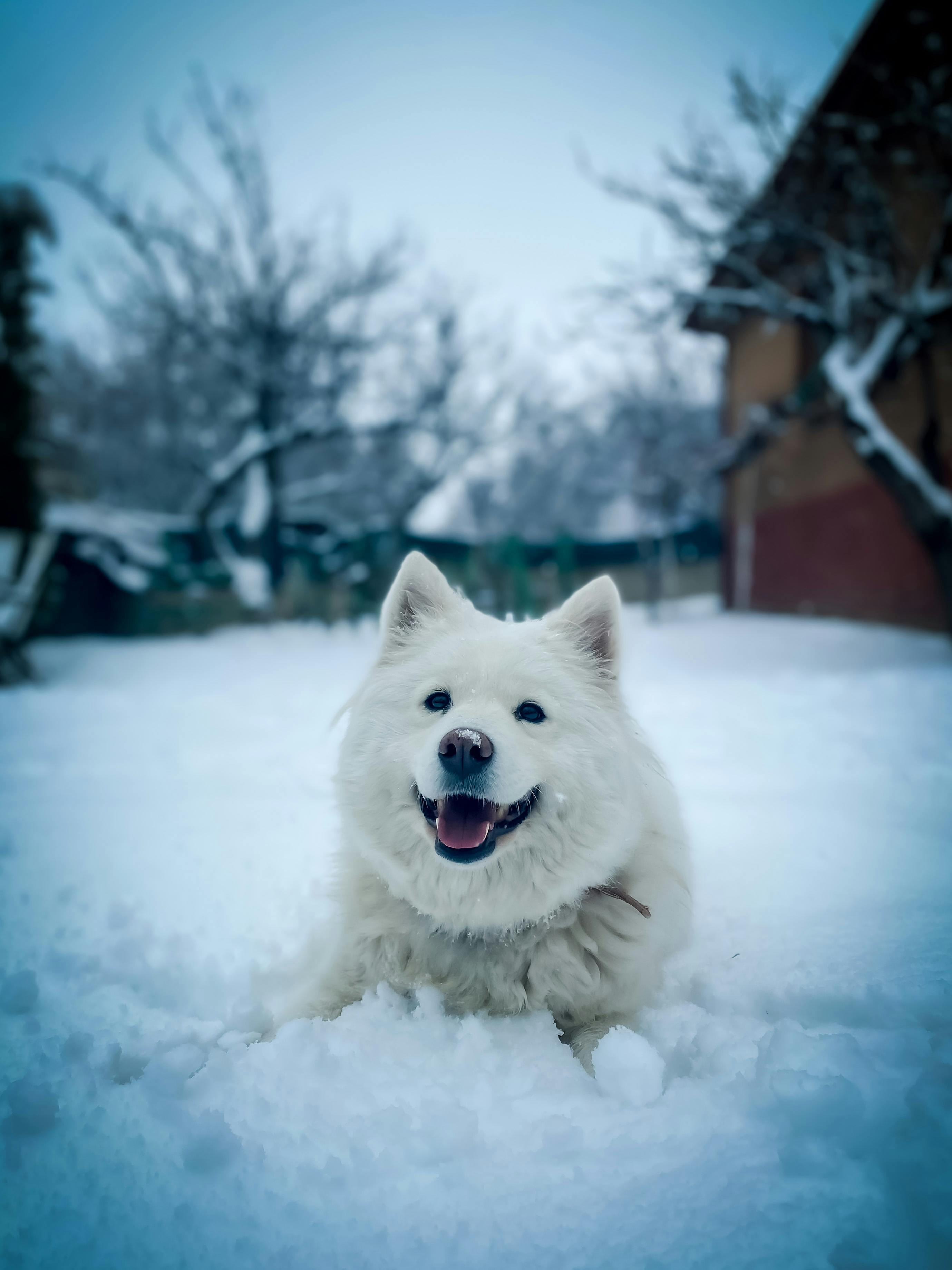 Samoyed in hot sale snow