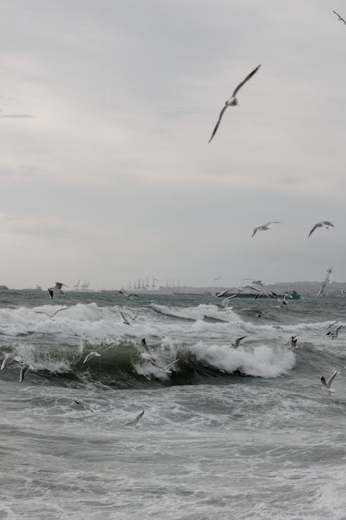 dalgalar, deniz, deniz kuşları içeren Ücretsiz stok fotoğraf