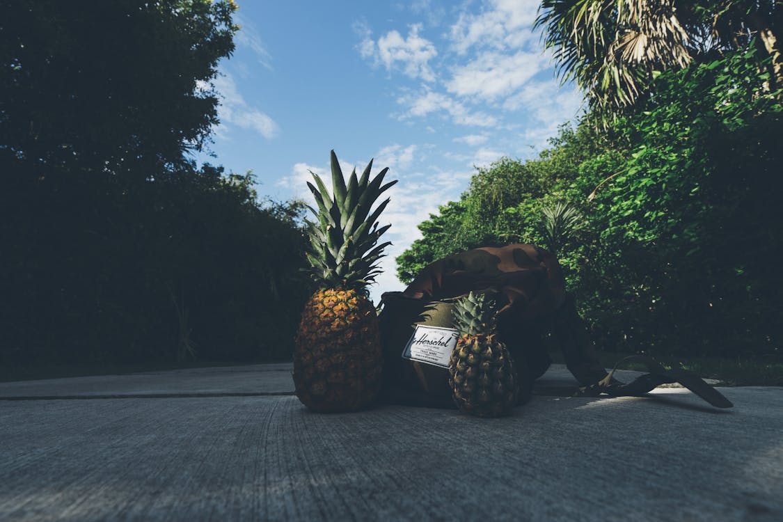 Ingyenes stockfotó álca, ananász, beton témában Stockfotó