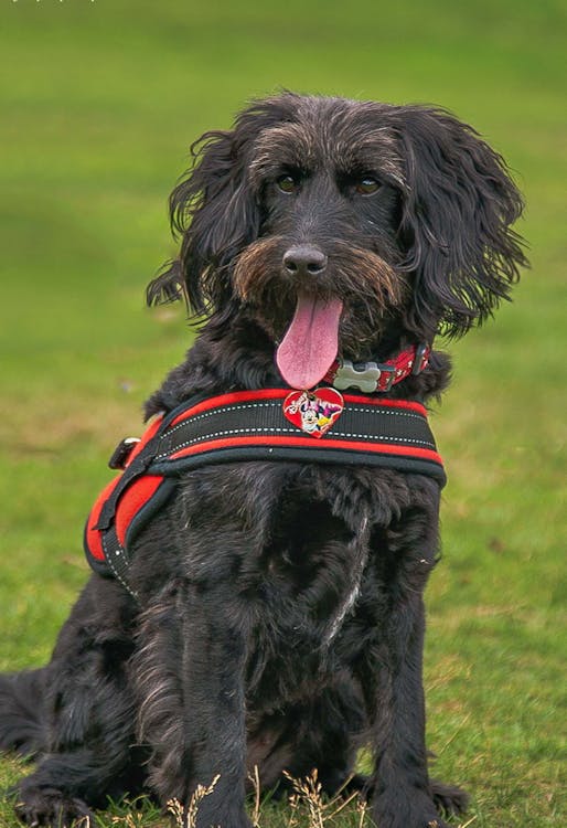 Cute Fluffy Dog