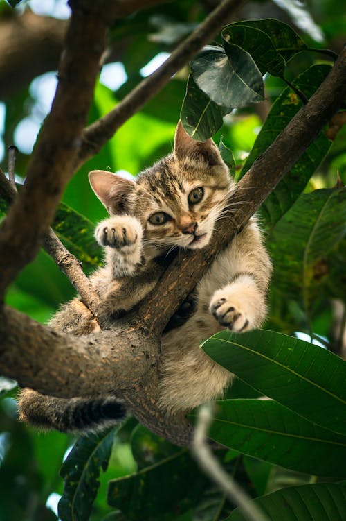 Close-up of a Kitten on a Tree
