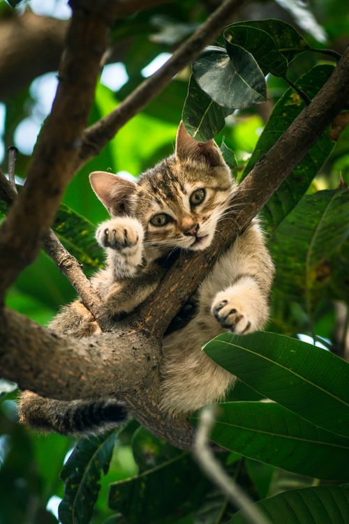 Free Adorable tabby kitten climbing a tree surrounded by lush green leaves outdoors. Stock Photo