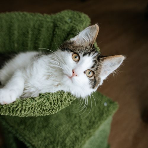 Free Cute kitten with white and tabby fur lounging on a green textured surface indoors. Stock Photo