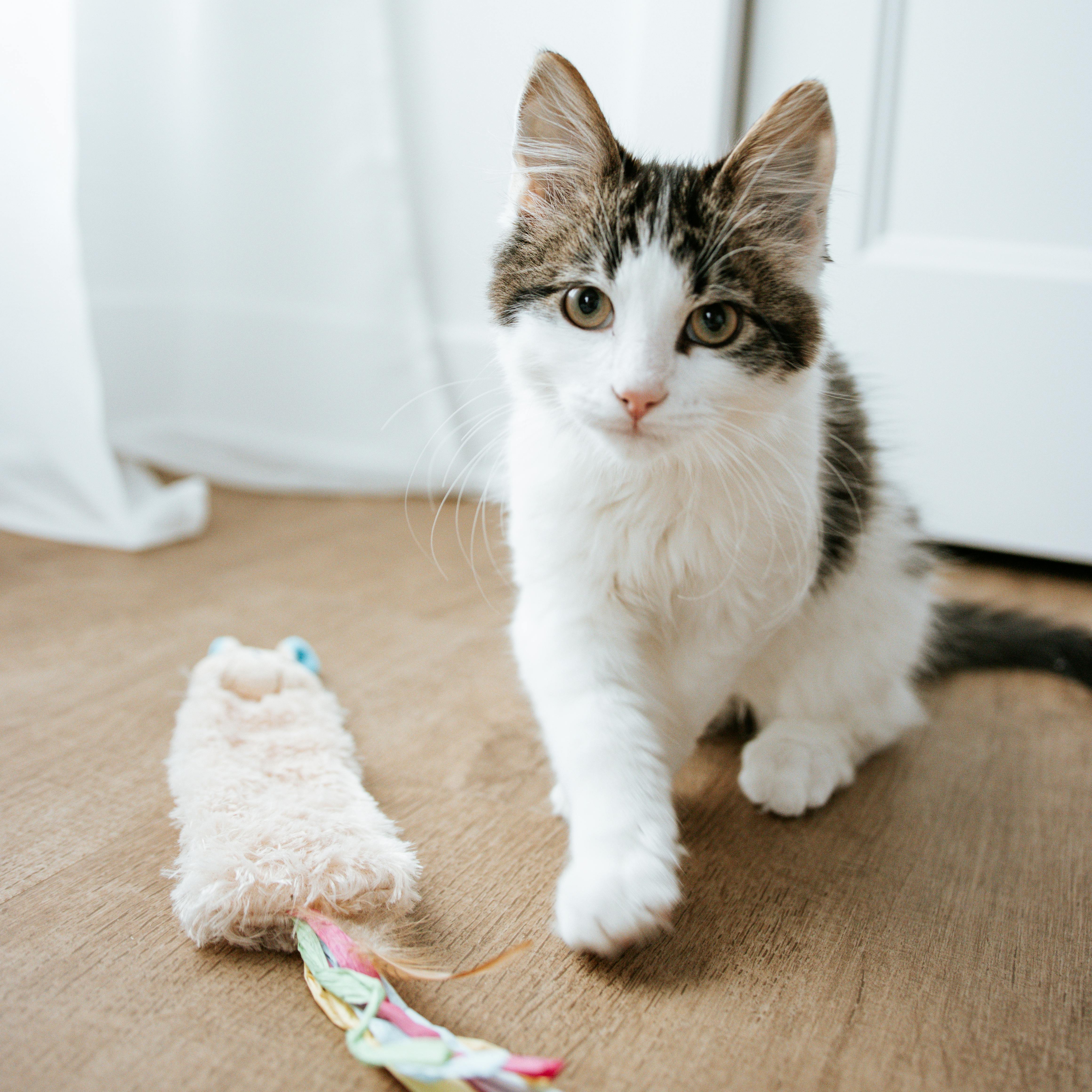 Free A fluffy kitten playing indoors with a soft toy, creating a cute and playful scene. Stock Photo