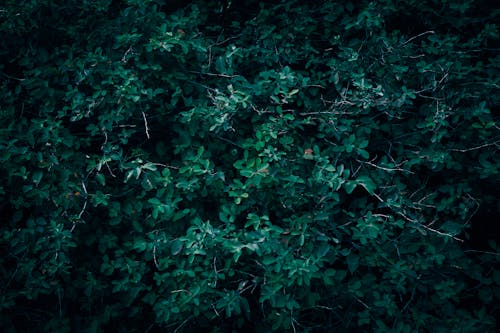 Shrubs in a Garden