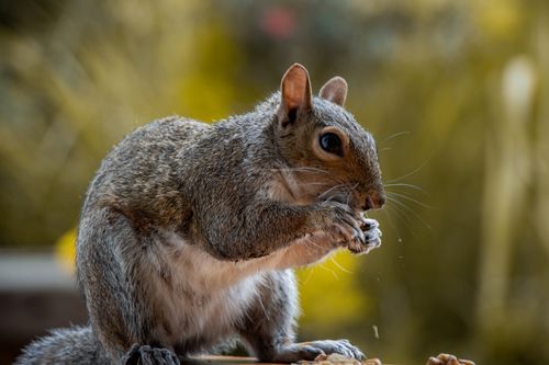 Free A squirrel enjoying a snack outdoors, showcasing its intricate details up close. Stock Photo
