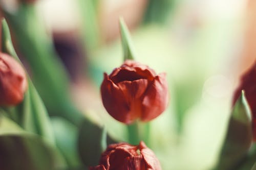 Free Close-up of Red Tulips  Stock Photo