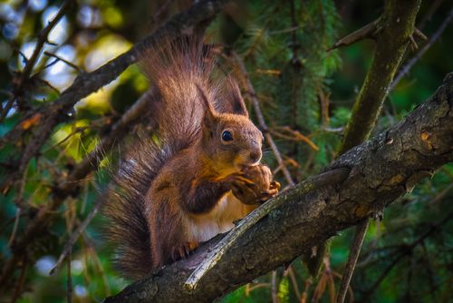 Free Close-up of a squirrel holding a nut in a tree, surrounded by green foliage. Stock Photo