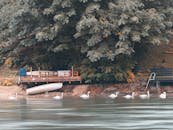 在奥地利格蒙登宁静的湖畔，有天鹅和船只的景色