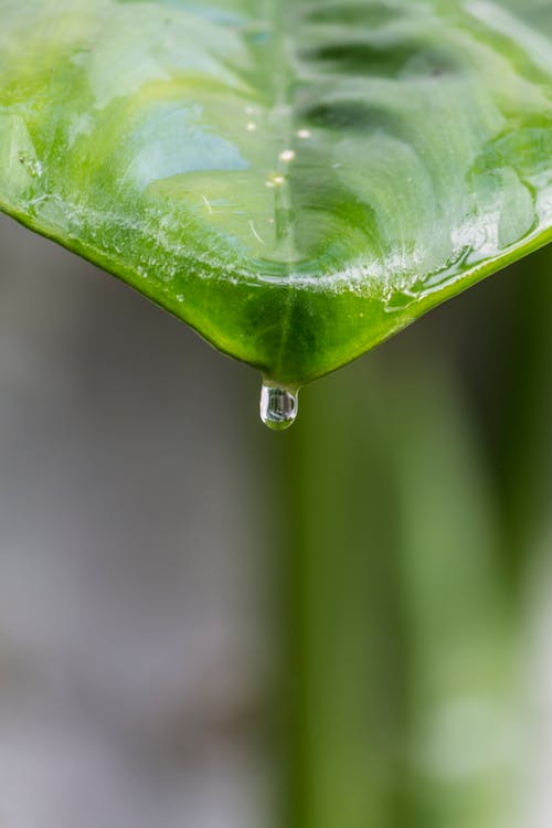 Imagine de stoc gratuită din frunză verde, reflexie, strop de apă