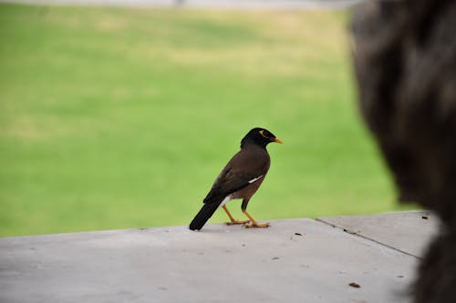 Pictures of a bird taken at the Museum of Islamic Art in Qatar, Doha