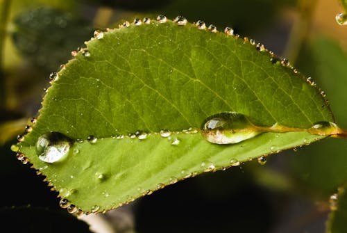 Free stock photo of green, macro, rain drops