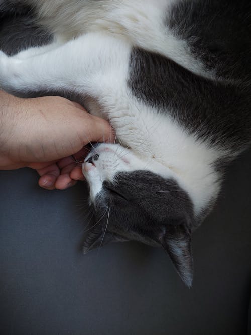 Hand Patting Cat