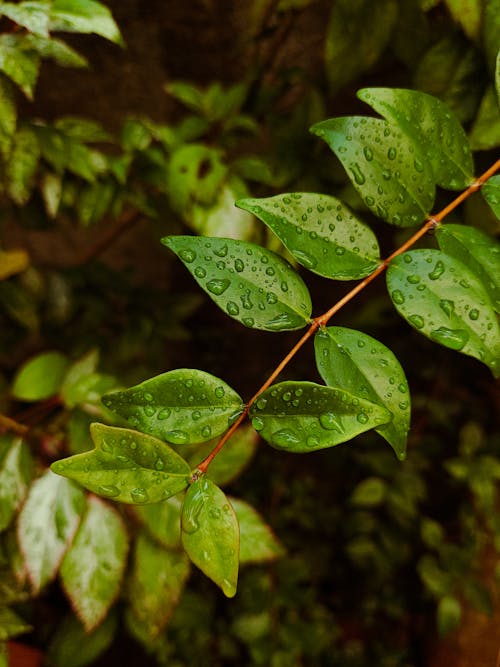 Kostnadsfri bild av färsk, grön, löv