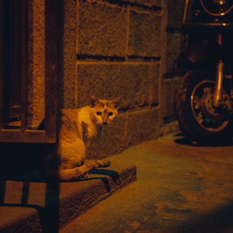 Cat On Pavement At Night