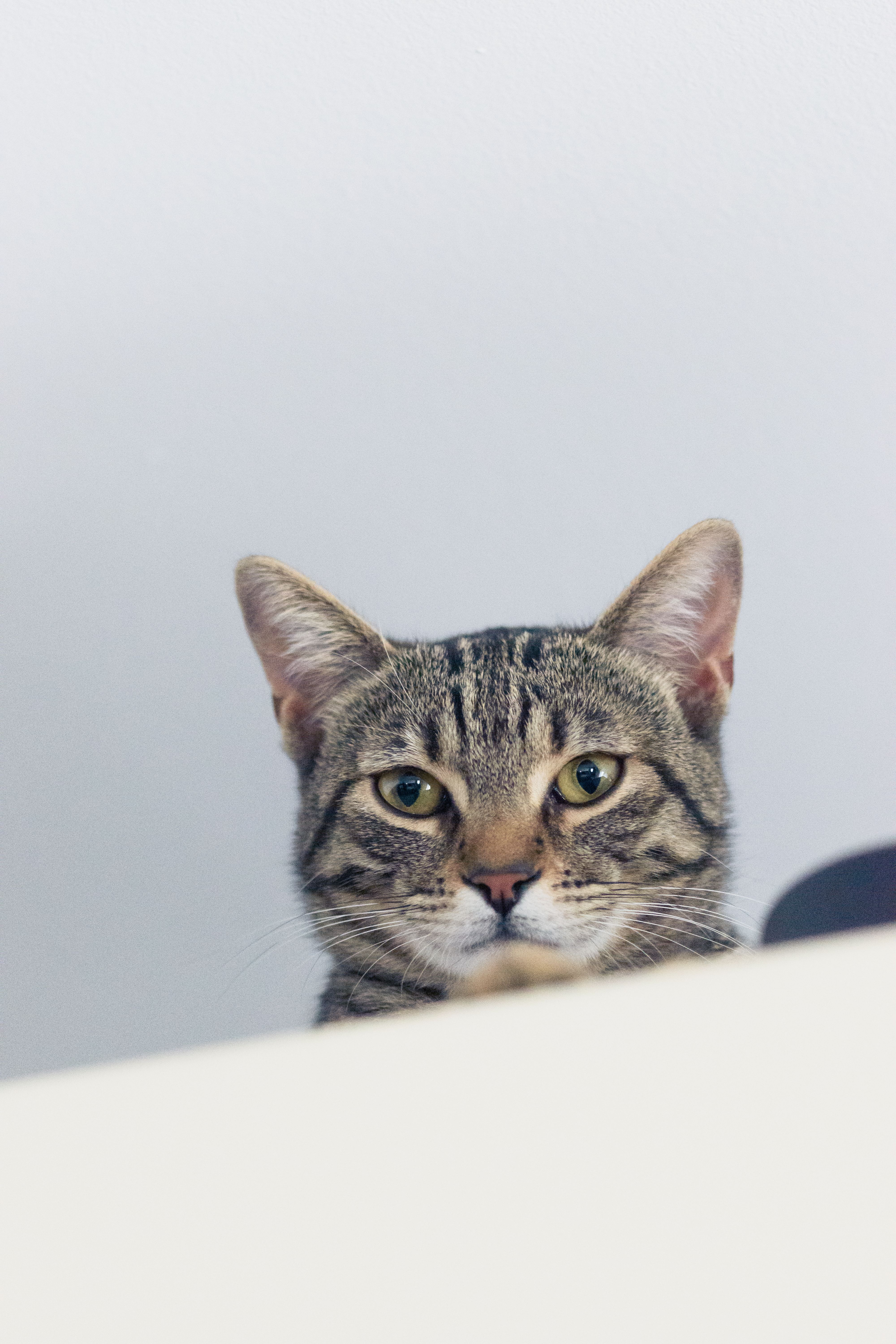 Photo of a Striped Cat behind a Table · Free Stock Photo