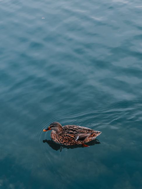 A serene view of a duck peacefully gliding across still water, captured up-close.