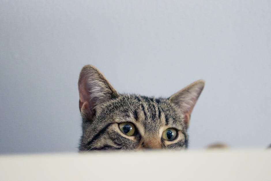 how much is a siamese cat
