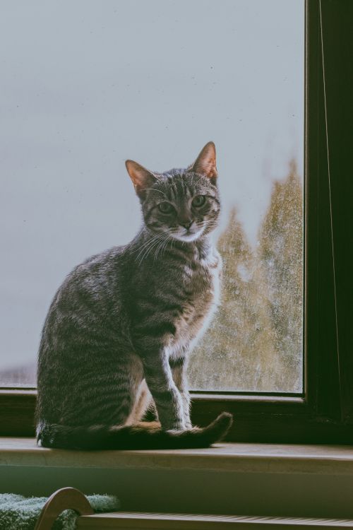 Free A cute tabby cat sitting by a window, looking outside with curiosity. Stock Photo