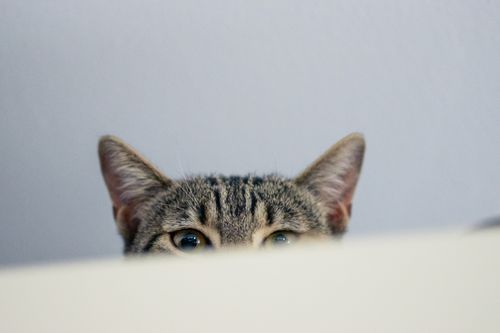 Free A playful tabby cat peeks over an edge with curious eyes and upright ears. Stock Photo
