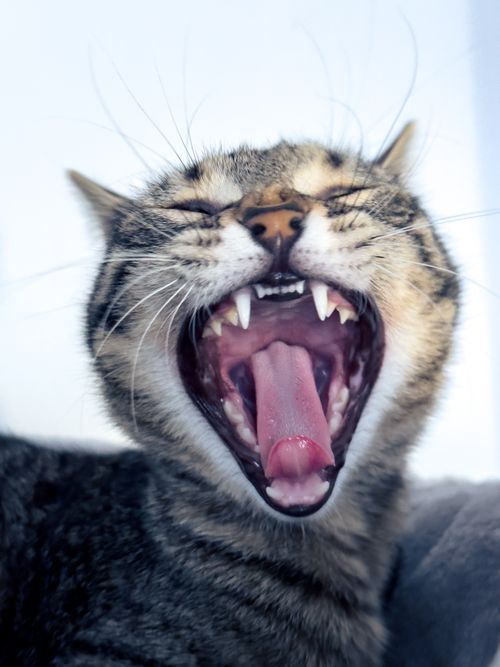 Free Close-up of a yawning tabby cat showing its sharp teeth in Iași, Romania. Stock Photo