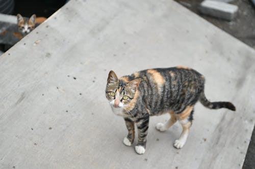 Cat on Wall