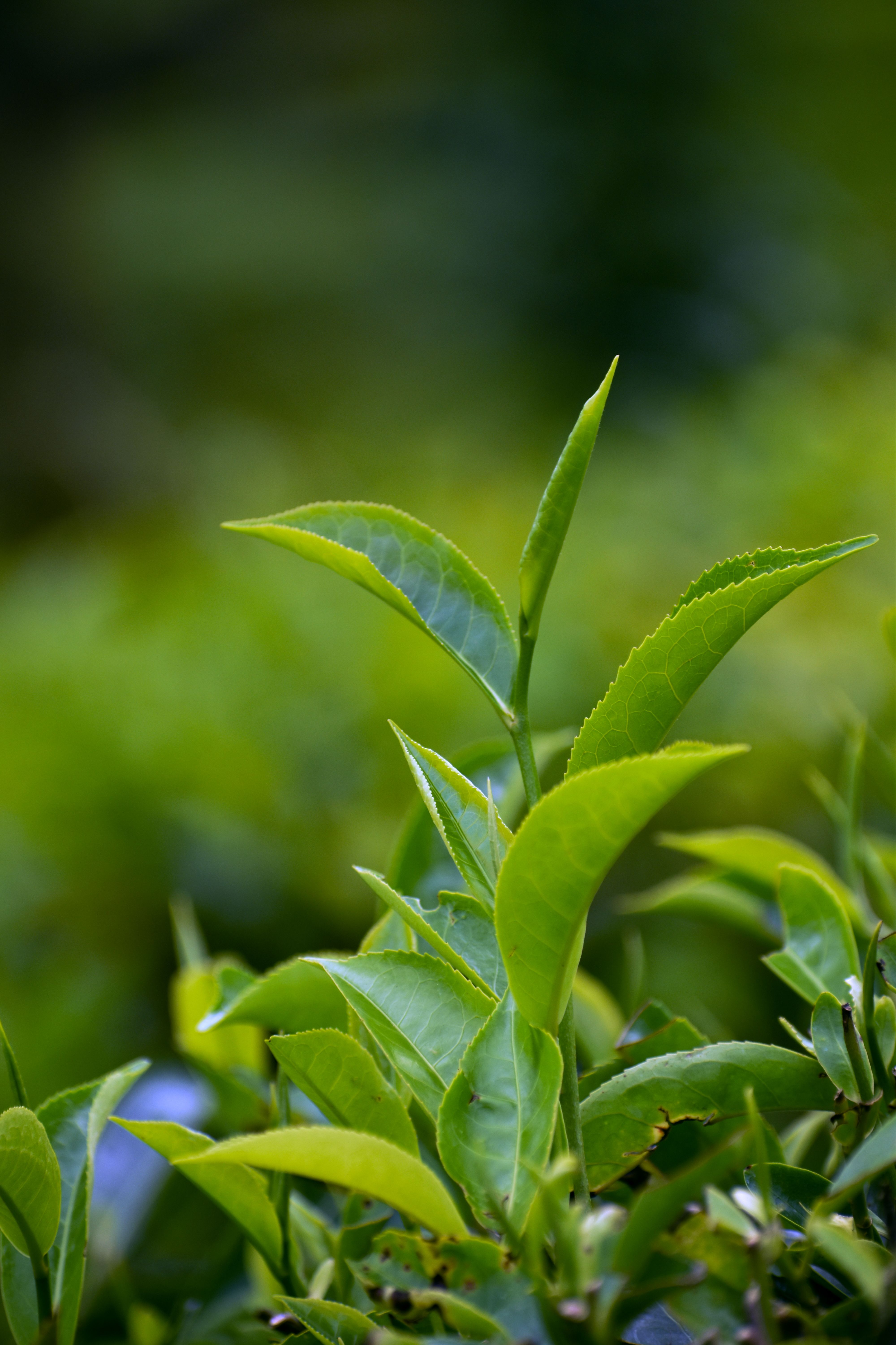 Green Tea