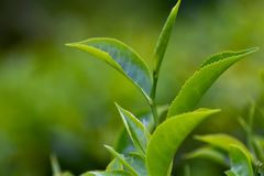 A detailed shot of fresh green tea leaves growing outdoors.