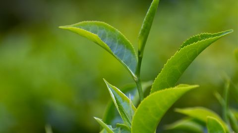 A detailed shot of fresh green tea leaves growing outdoors.