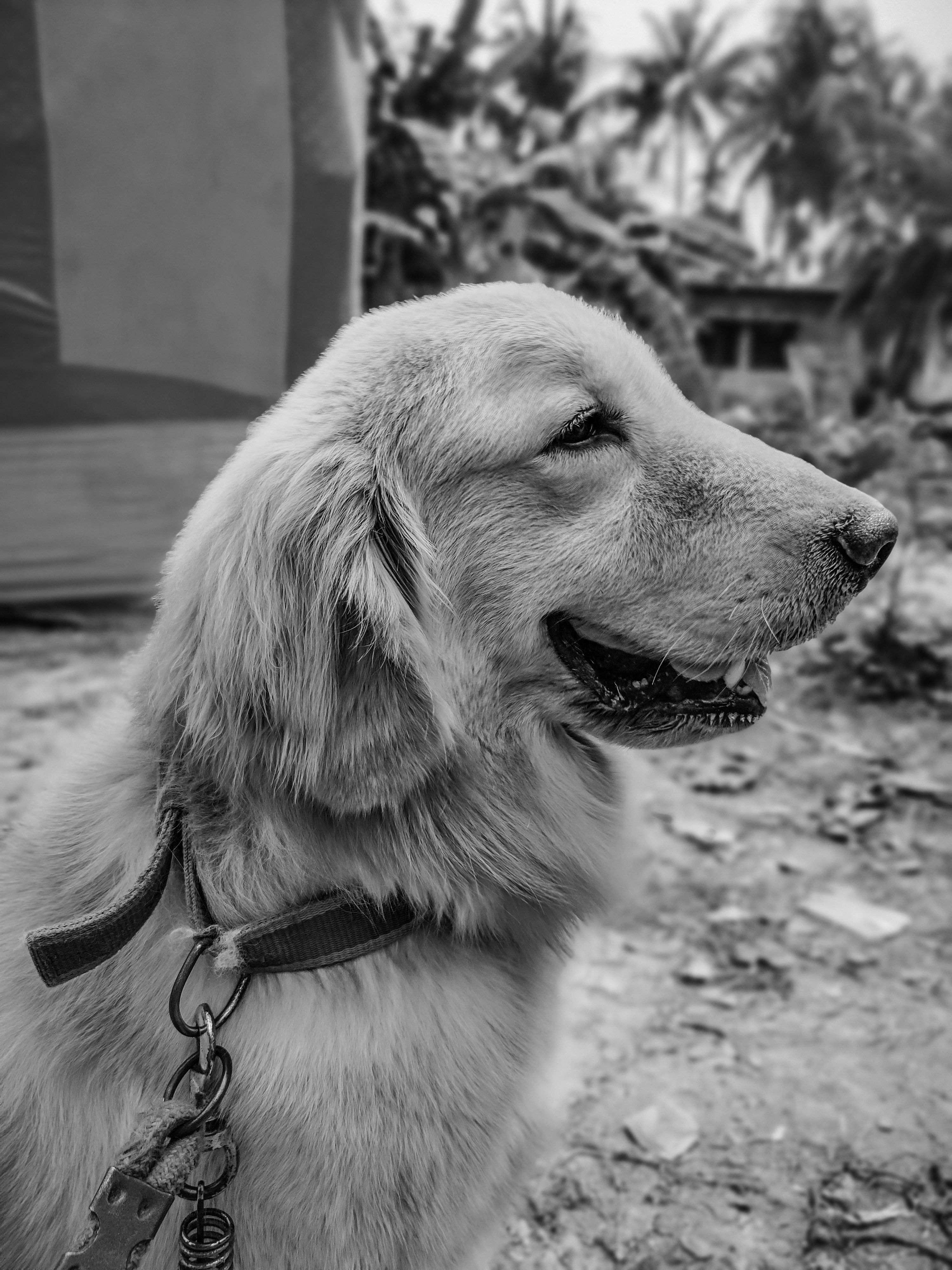 Black and white close-up of a Golden Retriever outdoors.