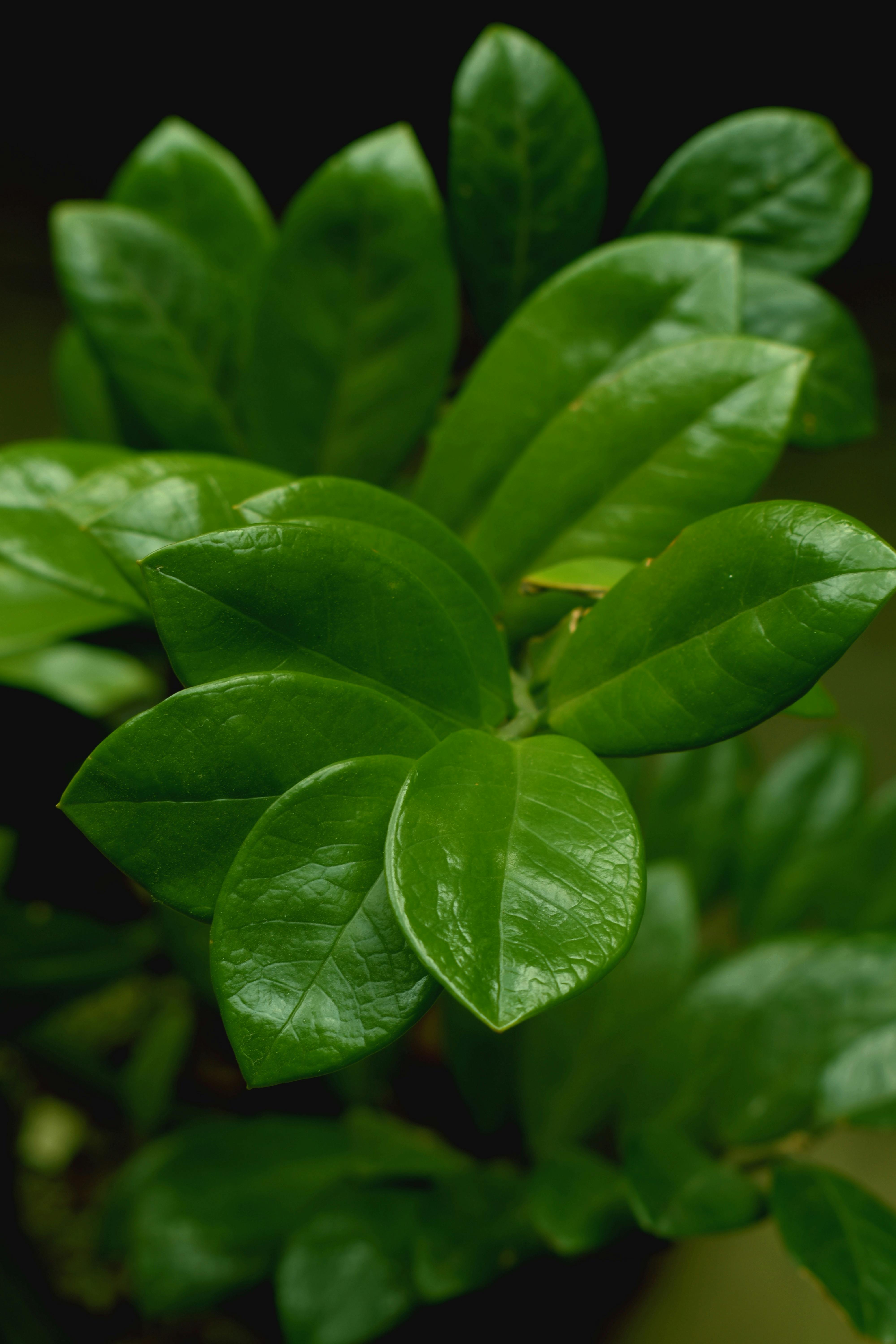 close up of green leaves