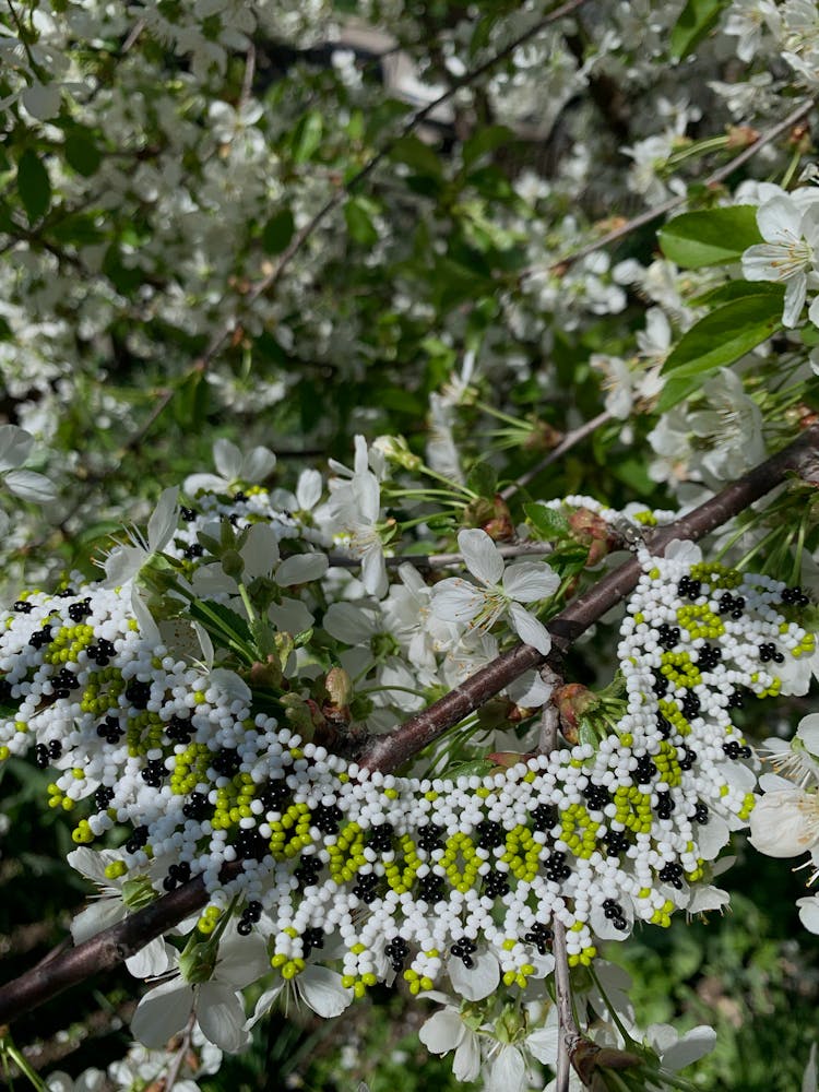 White Berries And Blossoms