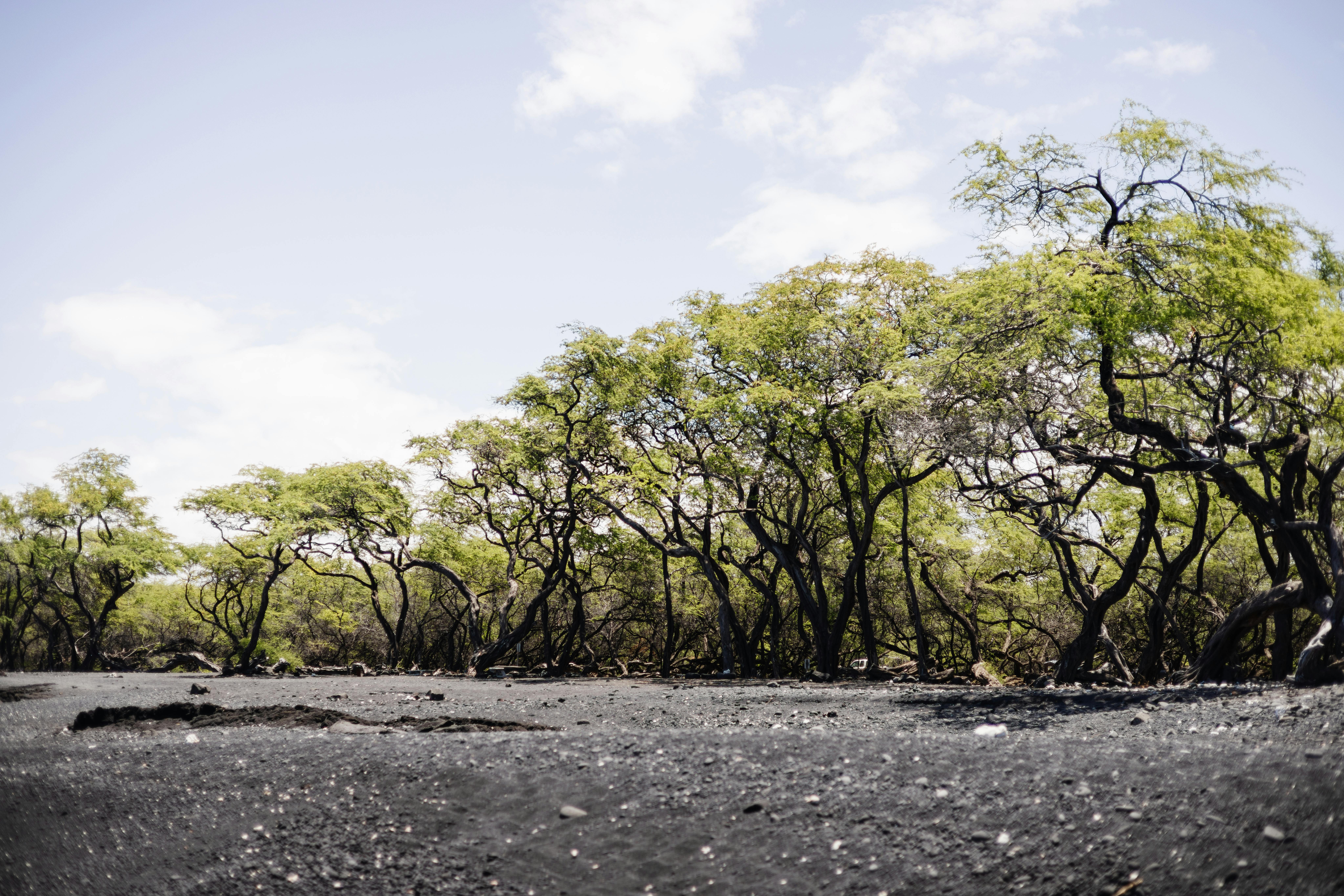 Hawaii Island Seed Bank helps build climate resilience - Hawaii Tribune — Photo by Josh Withers on Pexels