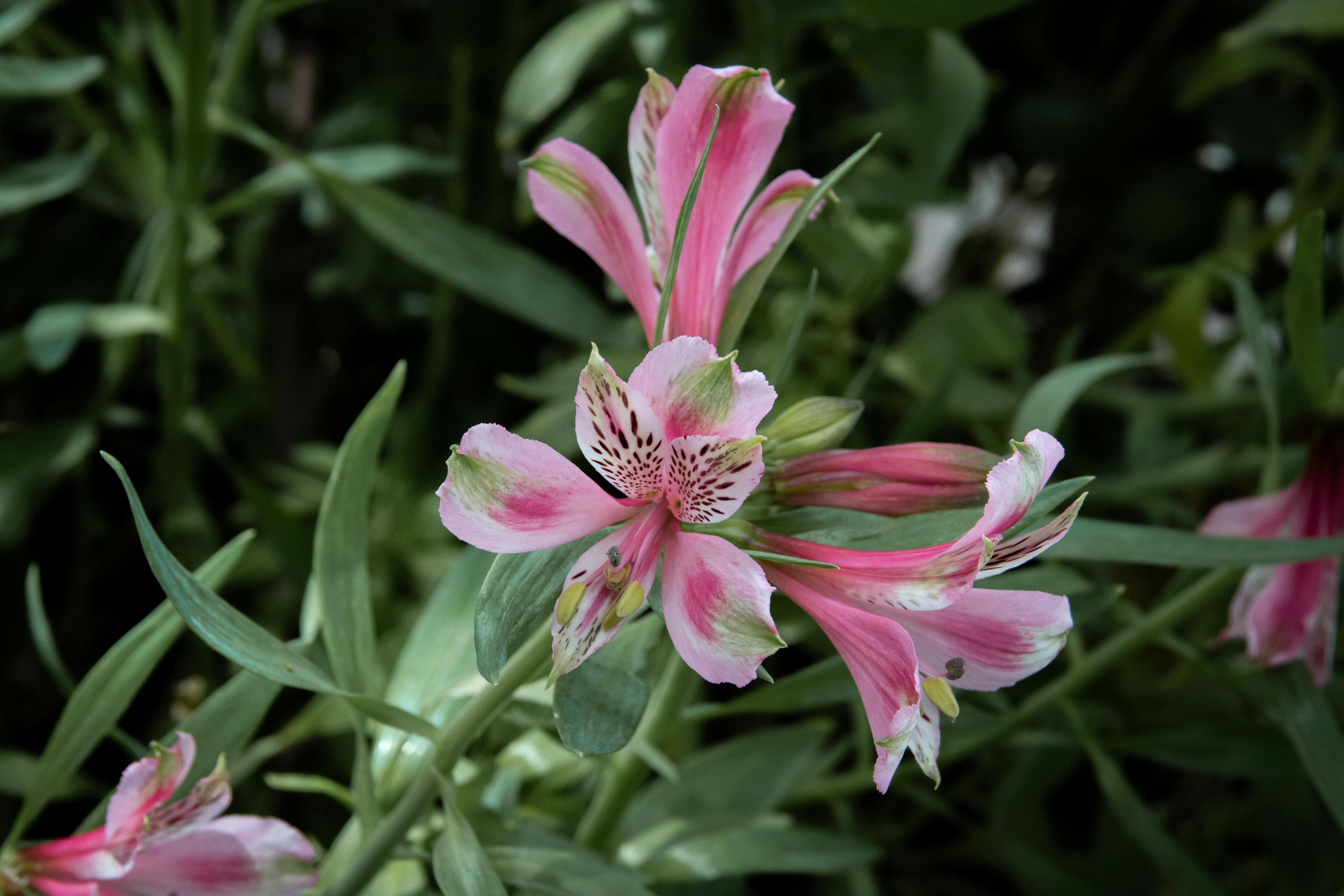 Free stock photo of flower, garden, lilies