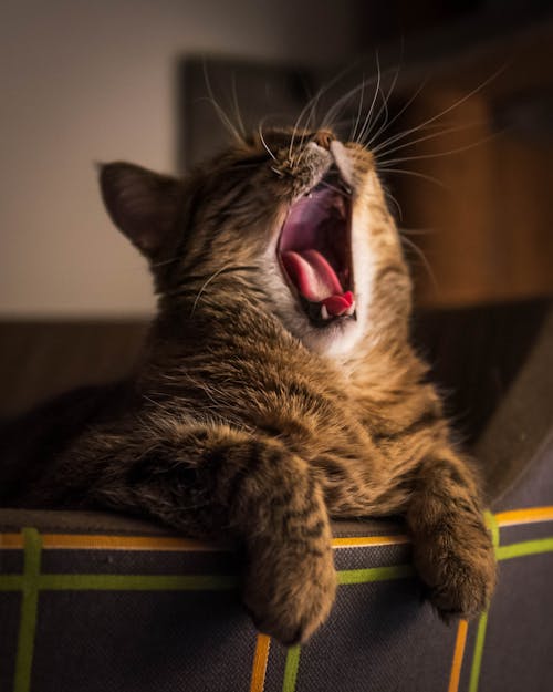 Foto d'estoc gratuïta de animal, badallant, cap