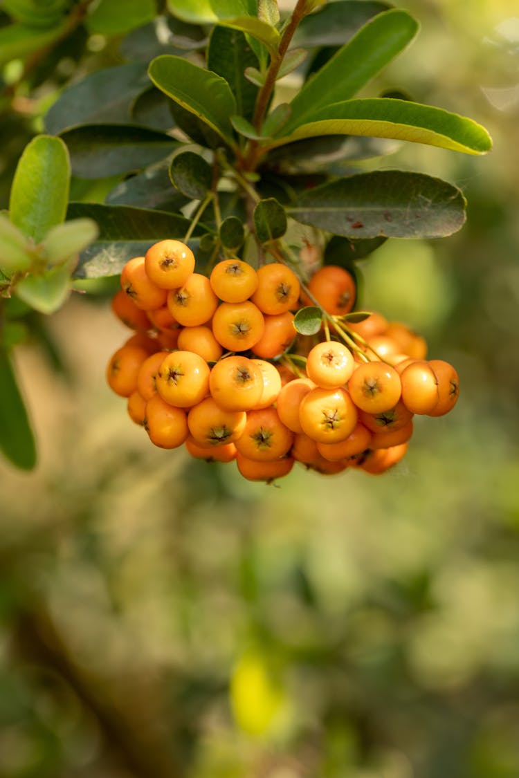 Bayas Naranjas