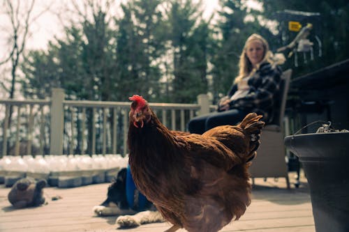 Ingyenes stockfotó állatállomány, baromfi, farm témában