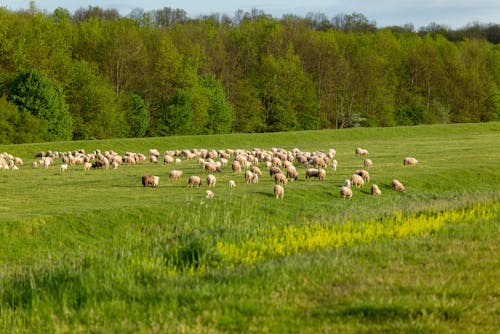 Безкоштовне стокове фото на тему «Весна, вівці, зелене поле»