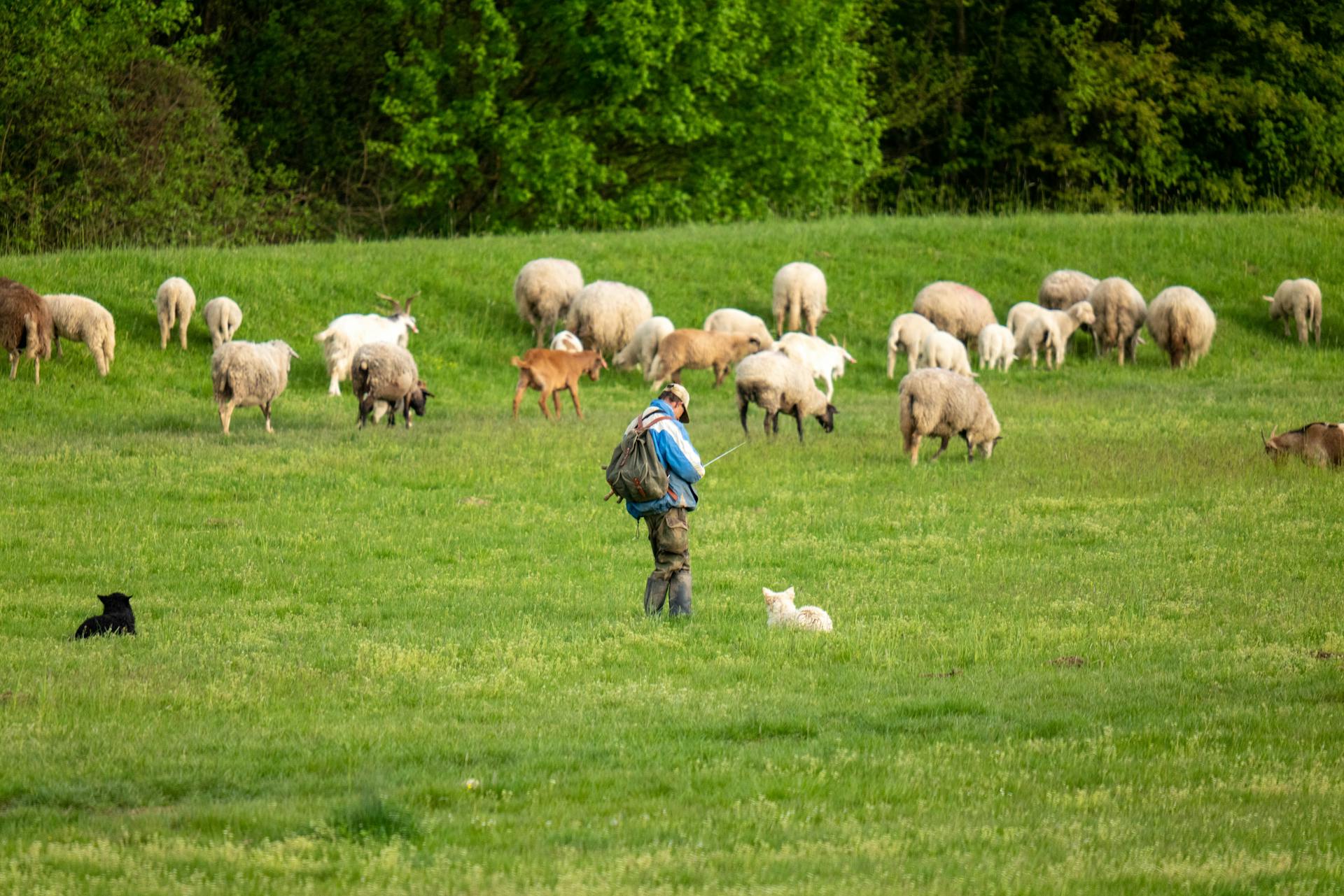 Man with Dogs Standing near Flock of Sheep