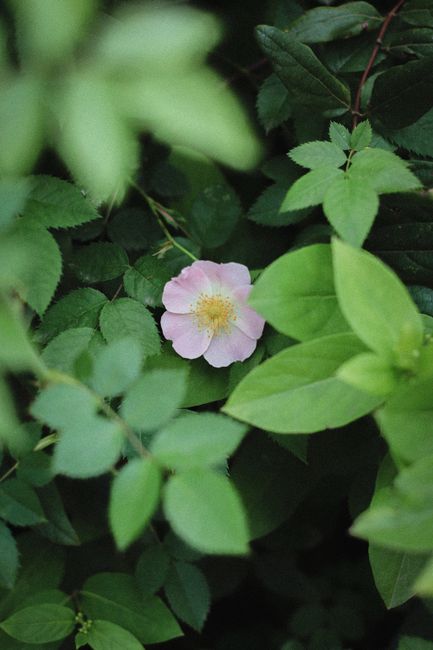A delicate pink flower surrounded by lush green leaves, exuding a serene natural beauty.