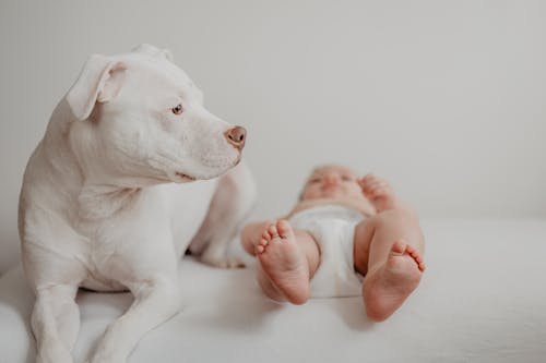 免费 動物, 呎, 寶寶 的 免费素材图片 素材图片