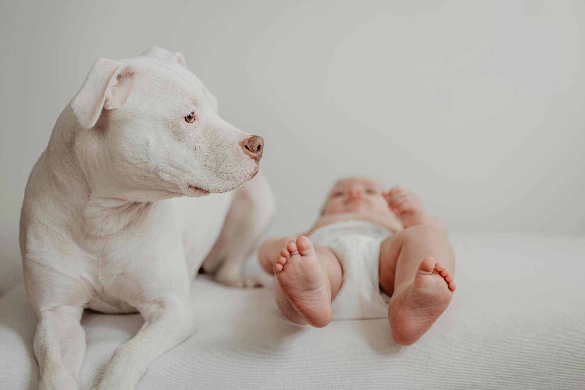 Baby Lying by White Dog