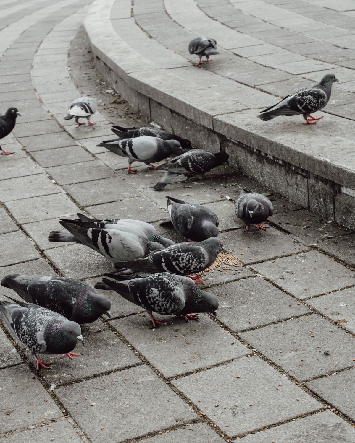 Bande de pigeons bisets cherchant de la nourriture sur un trottoir pavé
