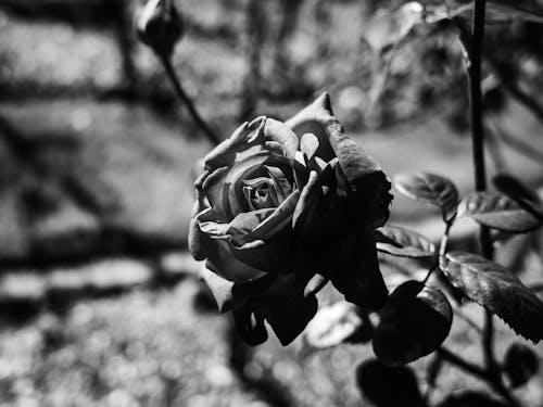 Rose in Black and White