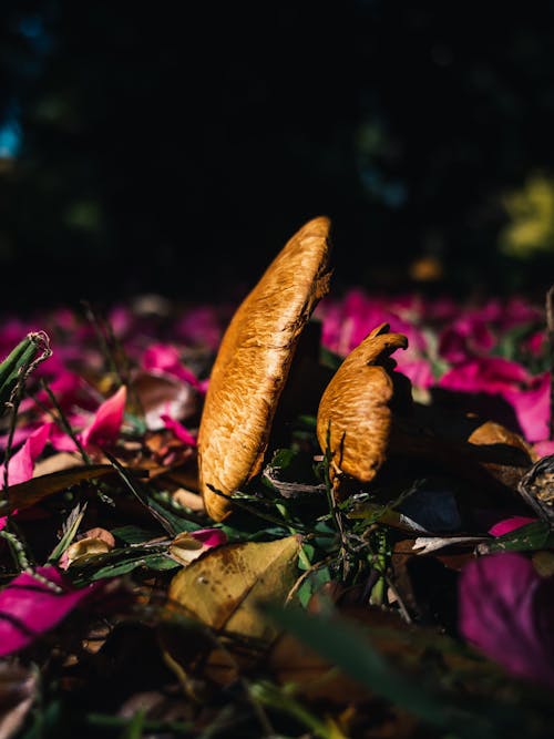 Close-up of Mushrooms on the Ground with Purple Petals