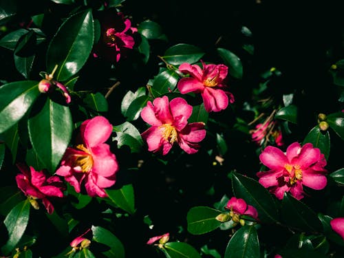 bitkiler, Çiçekler, doğa içeren Ücretsiz stok fotoğraf