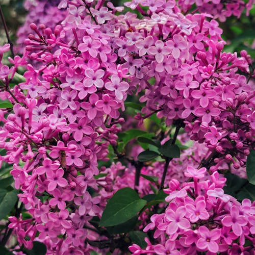 Foto d'estoc gratuïta de arbust, color, flora