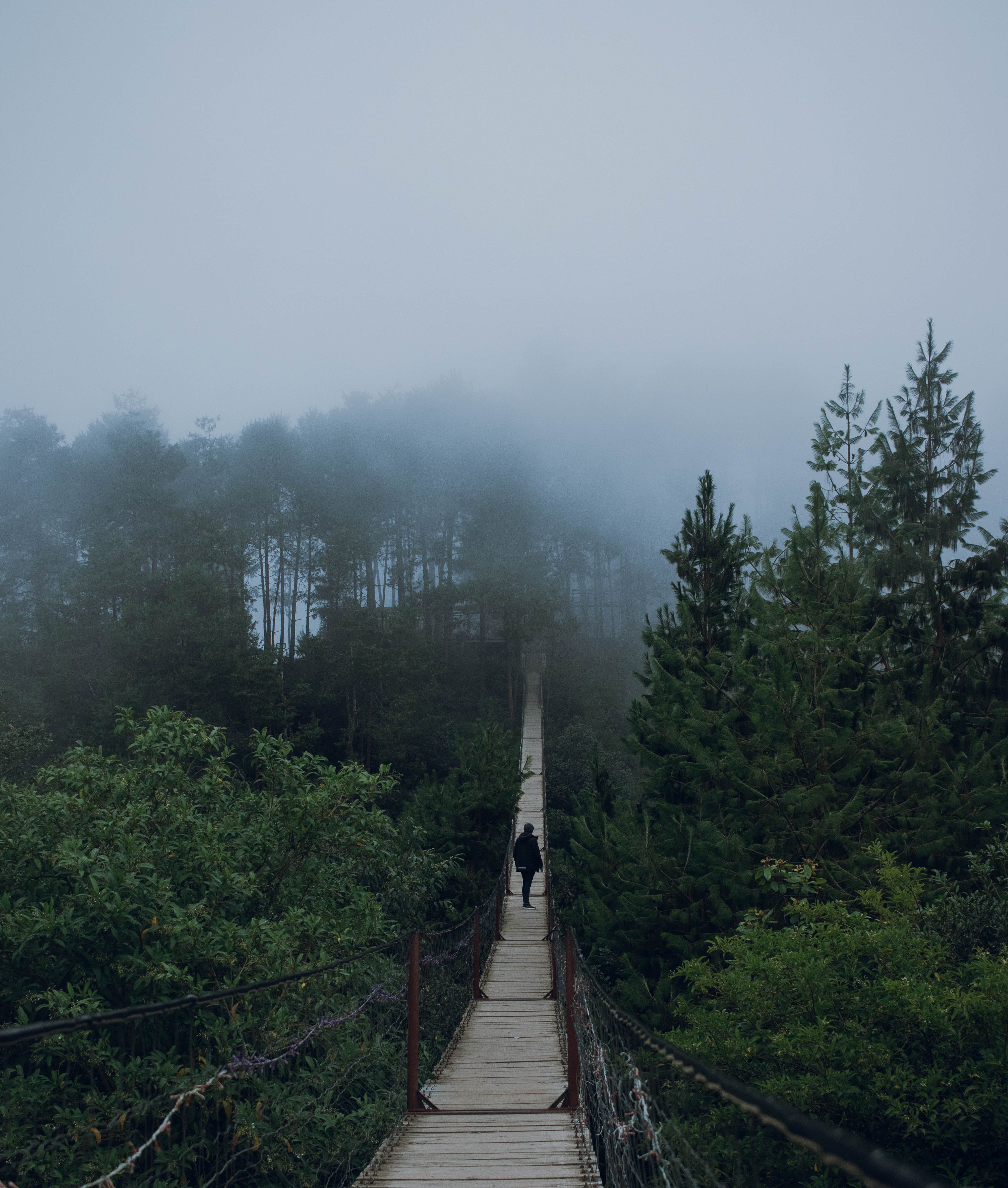 A Person Standing on a Footbridge in a Forest in Fog · Free Stock Photo