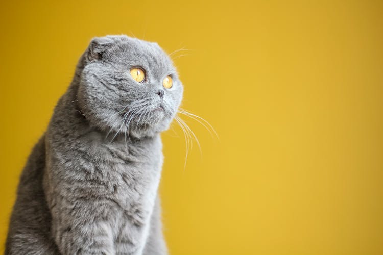 Cat On Yellow Background