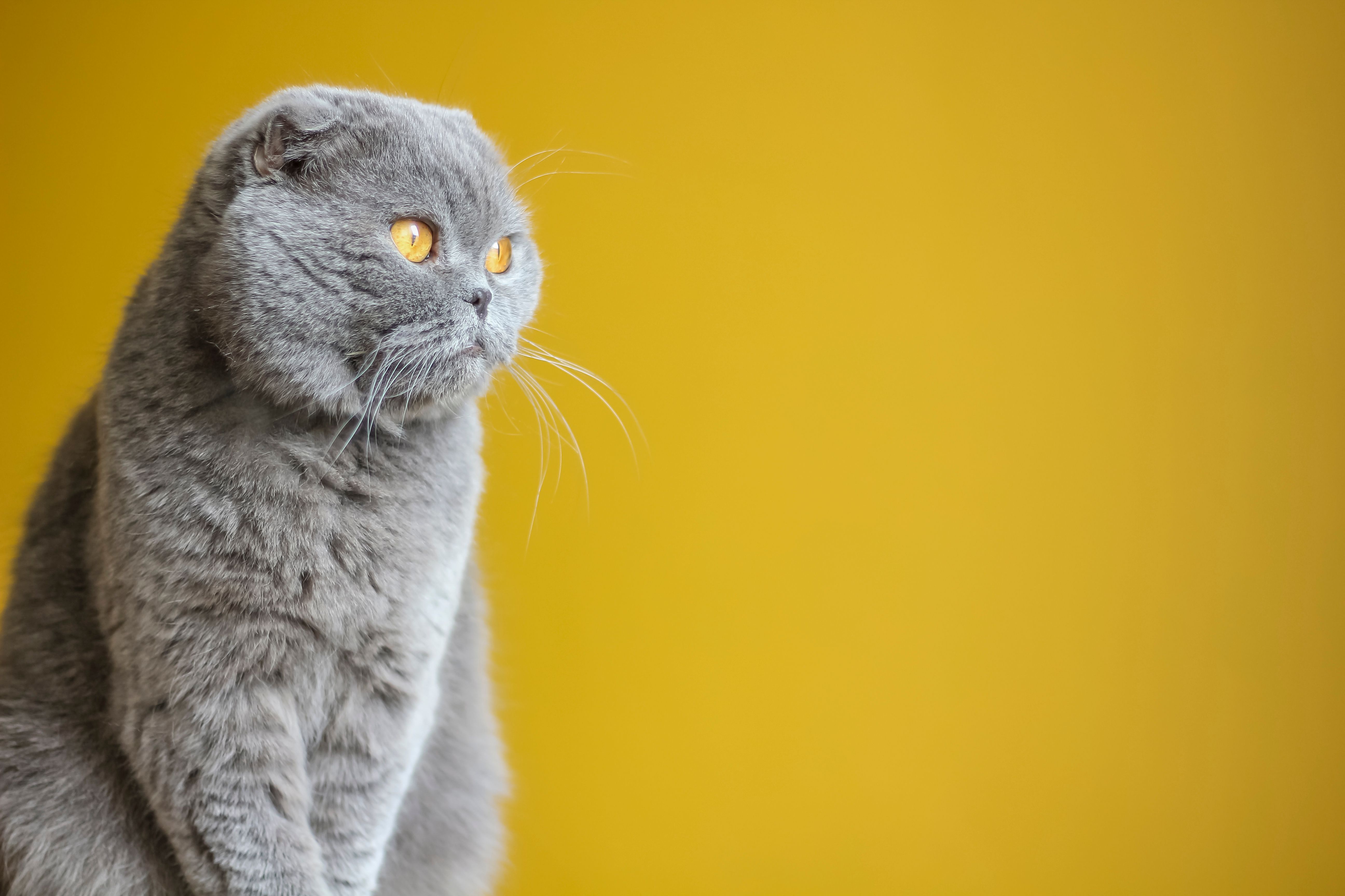 The £14,000 Cat Bill: Global Crisis in Veterinary Healthcare Costs — Photo by Sofie Witters on Pexels